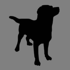 Dax – ACA's mother, a Mini Poodle