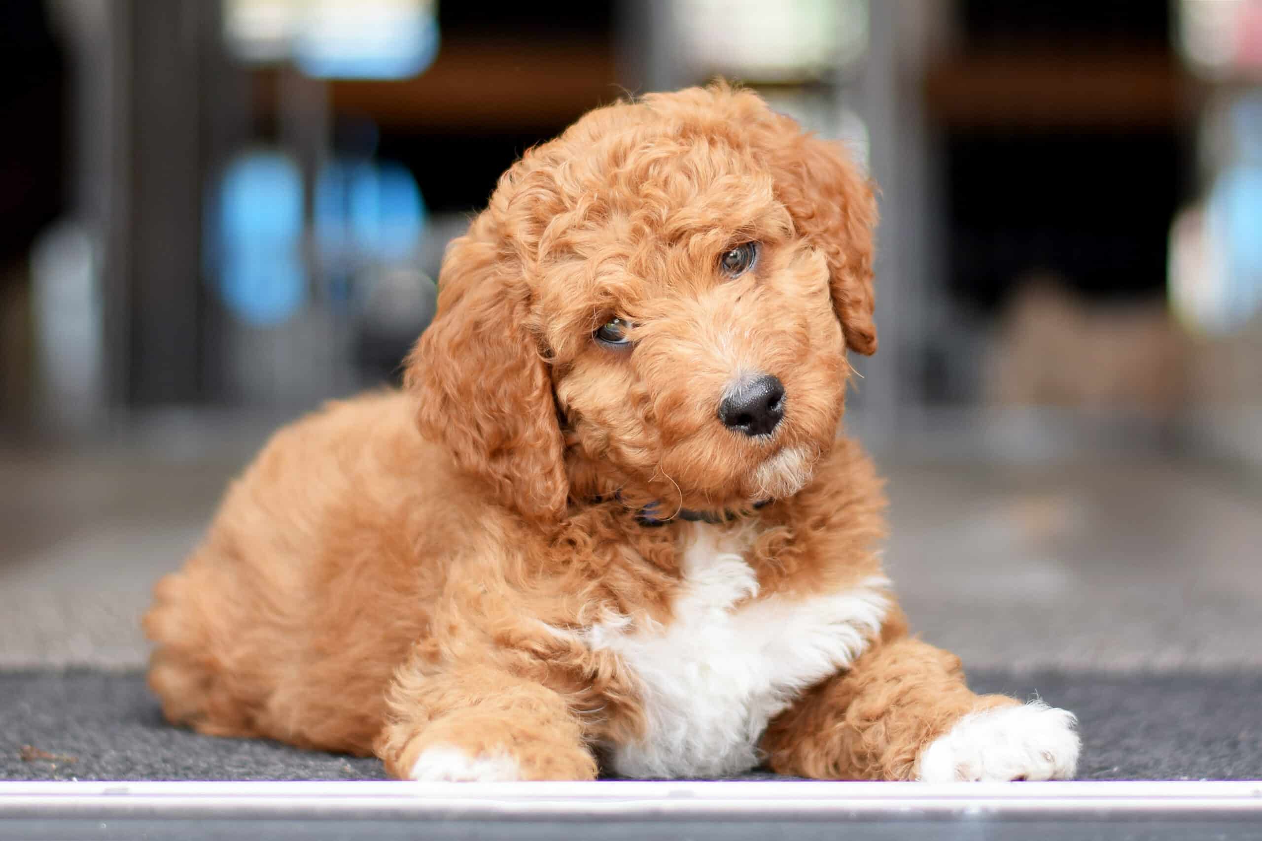 mini irish doodle puppies