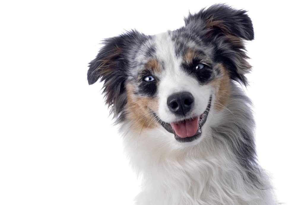 Mini Australian Shepherd Puppies For Sale Adopt Your Puppy Today Infinity Pups