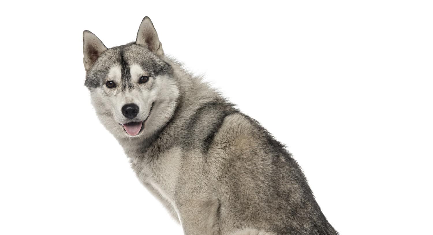 adopt a pet husky