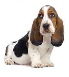 Basset Hound