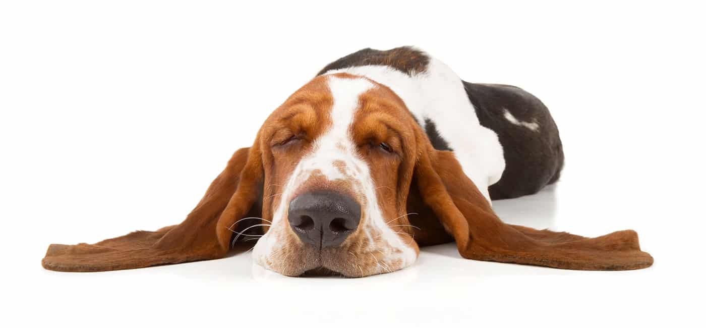 Basset Hound puppies for sale