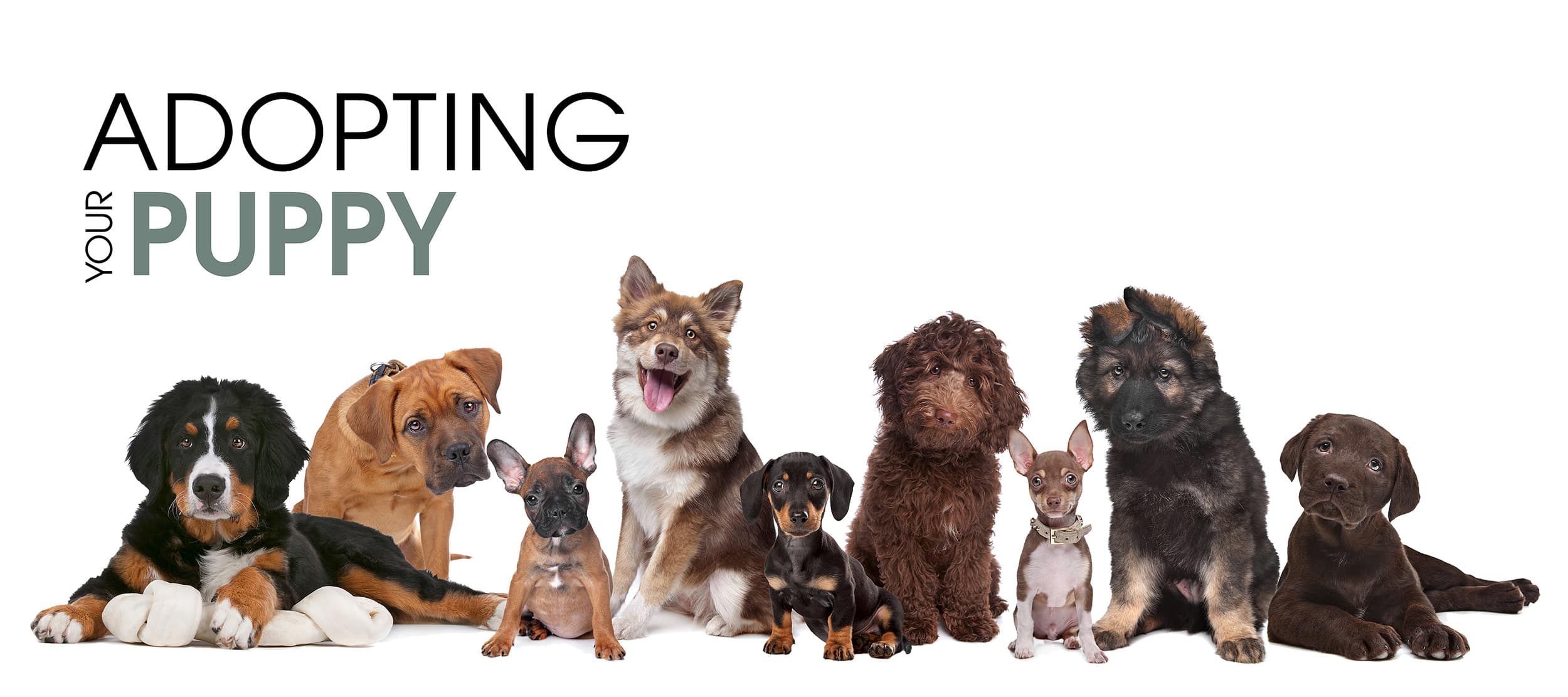 how to buy a puppy online