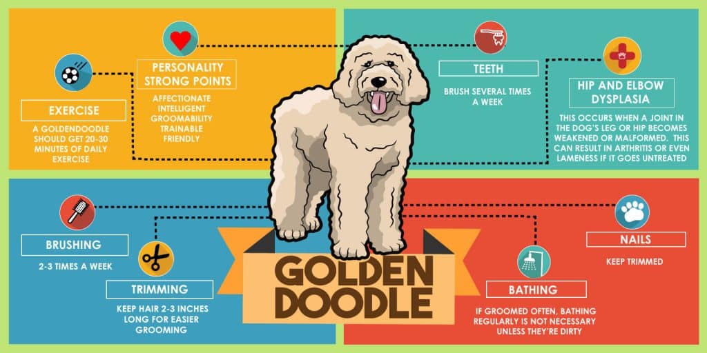 The Ultimate Guide to the Goldendoodle 1 Goldendoodle Infographic