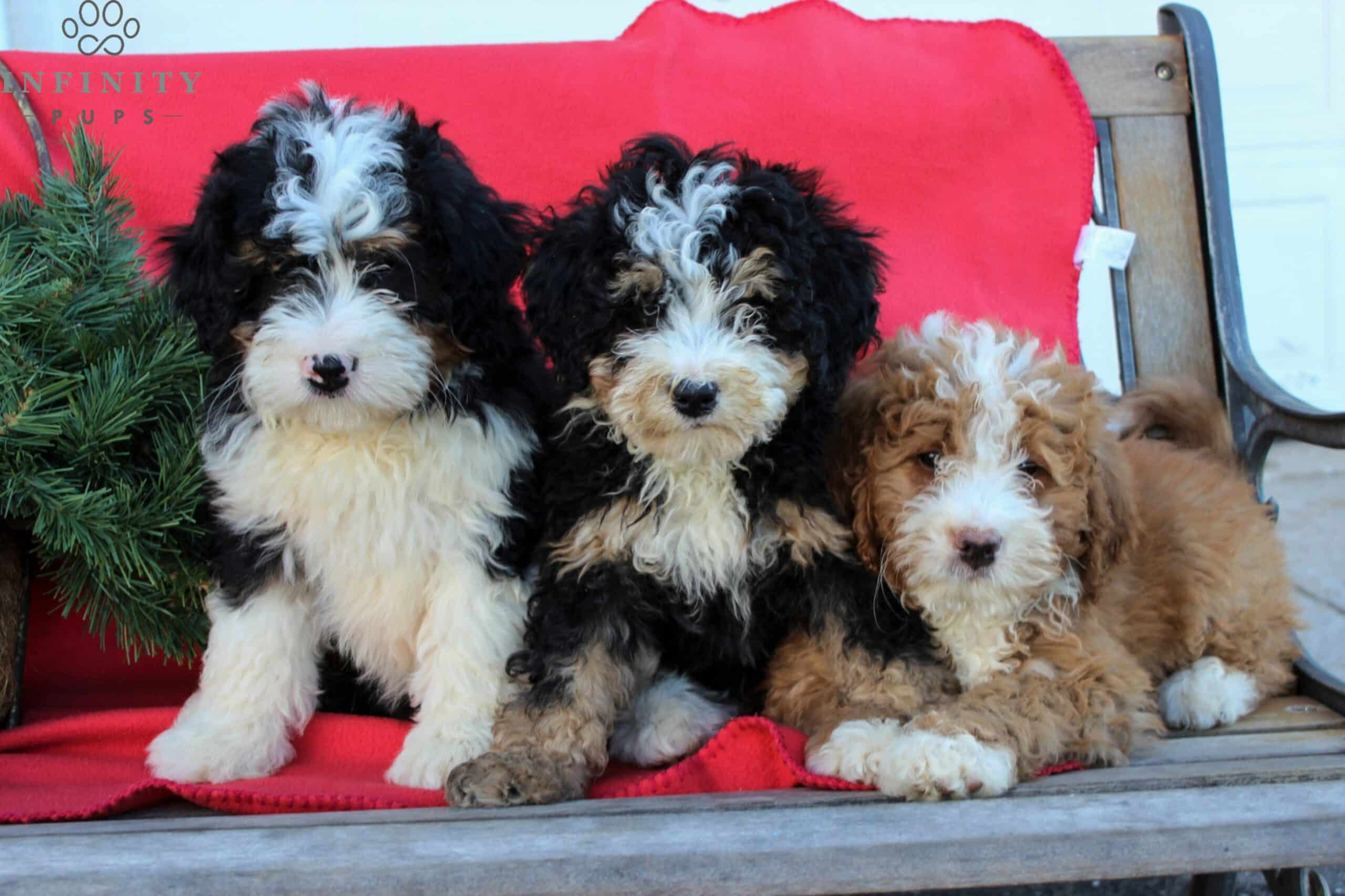 sample photo of Mini Bernedoodle puppies for sale
