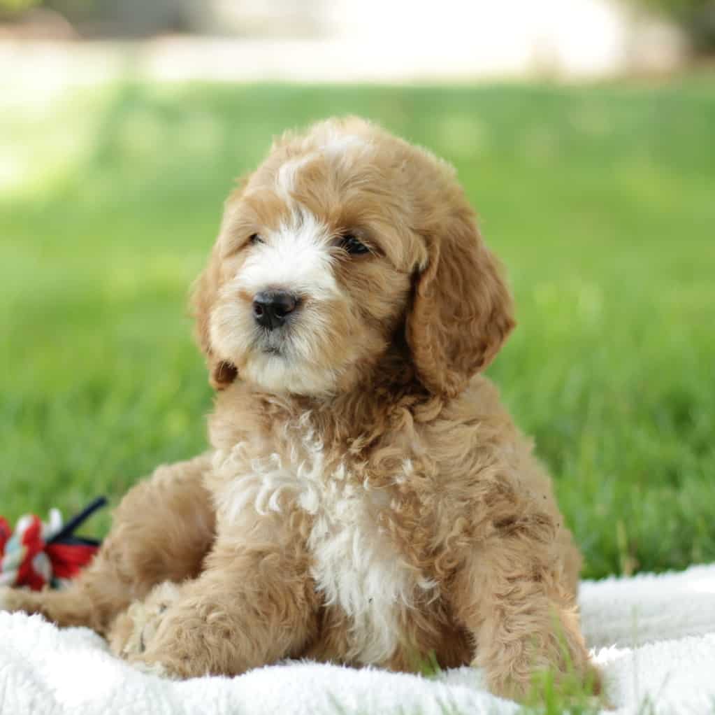 Goldendoodle Standard • Infinity Pups