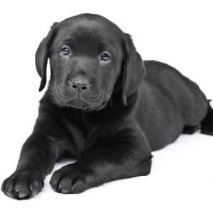 Labrador Retriever - Black