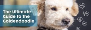 The Ultimate Guide to the Goldendoodle