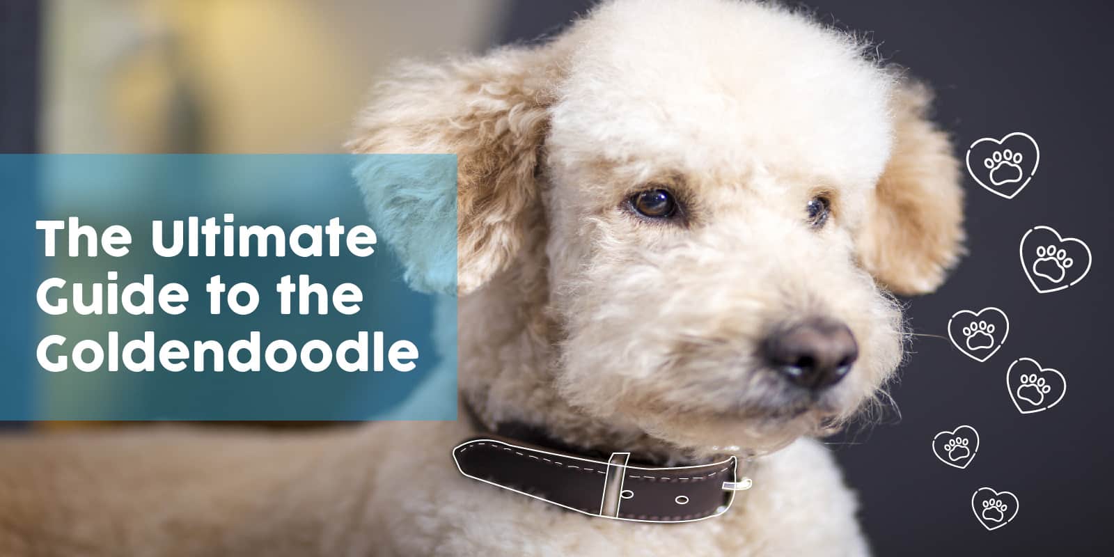 The Ultimate Guide to the Goldendoodle