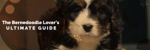 The Ultimate Bernedoodle Lover's GUIDE For 2020 3