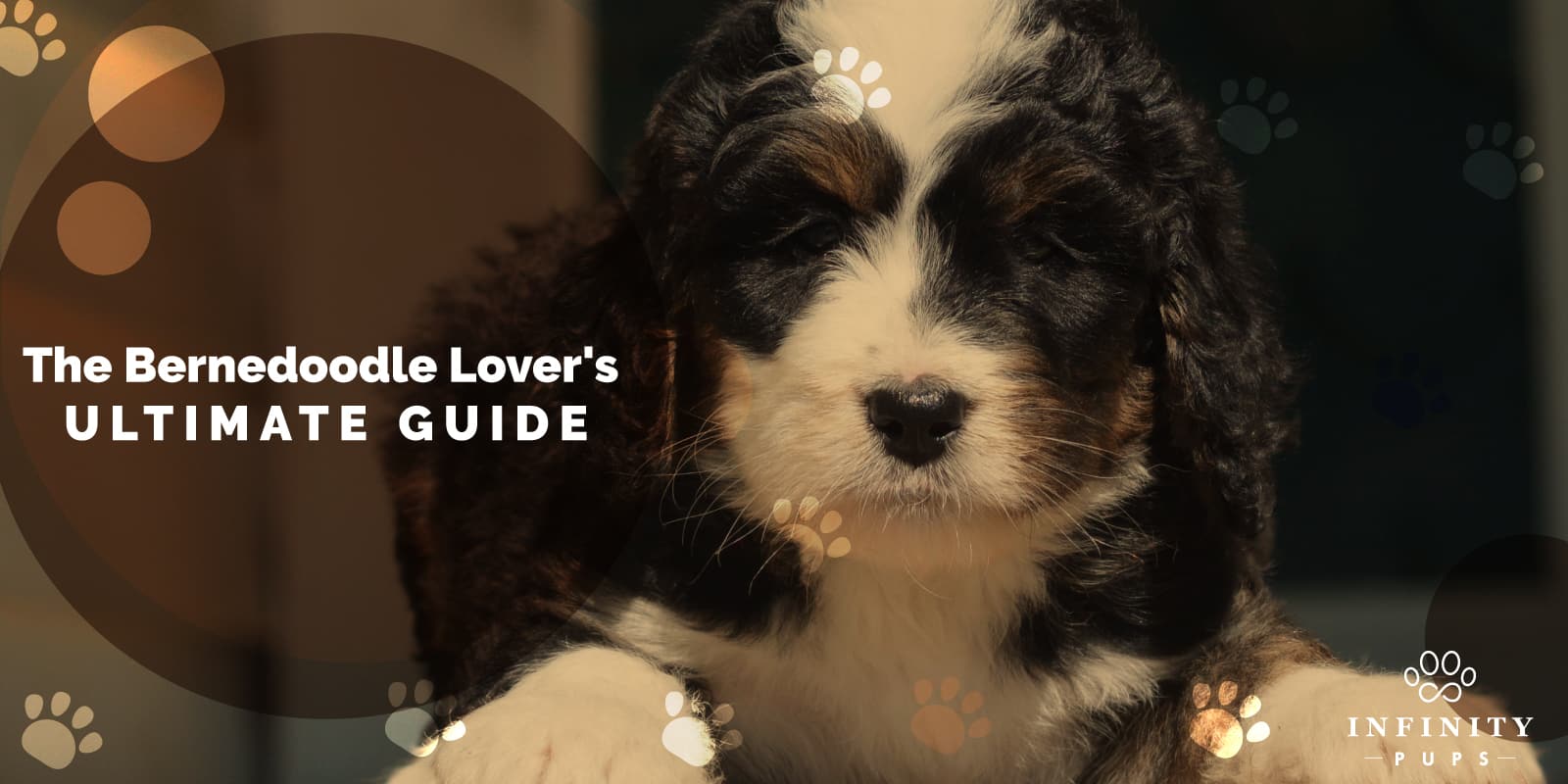 The Ultimate Bernedoodle Lover's GUIDE For 2023 7