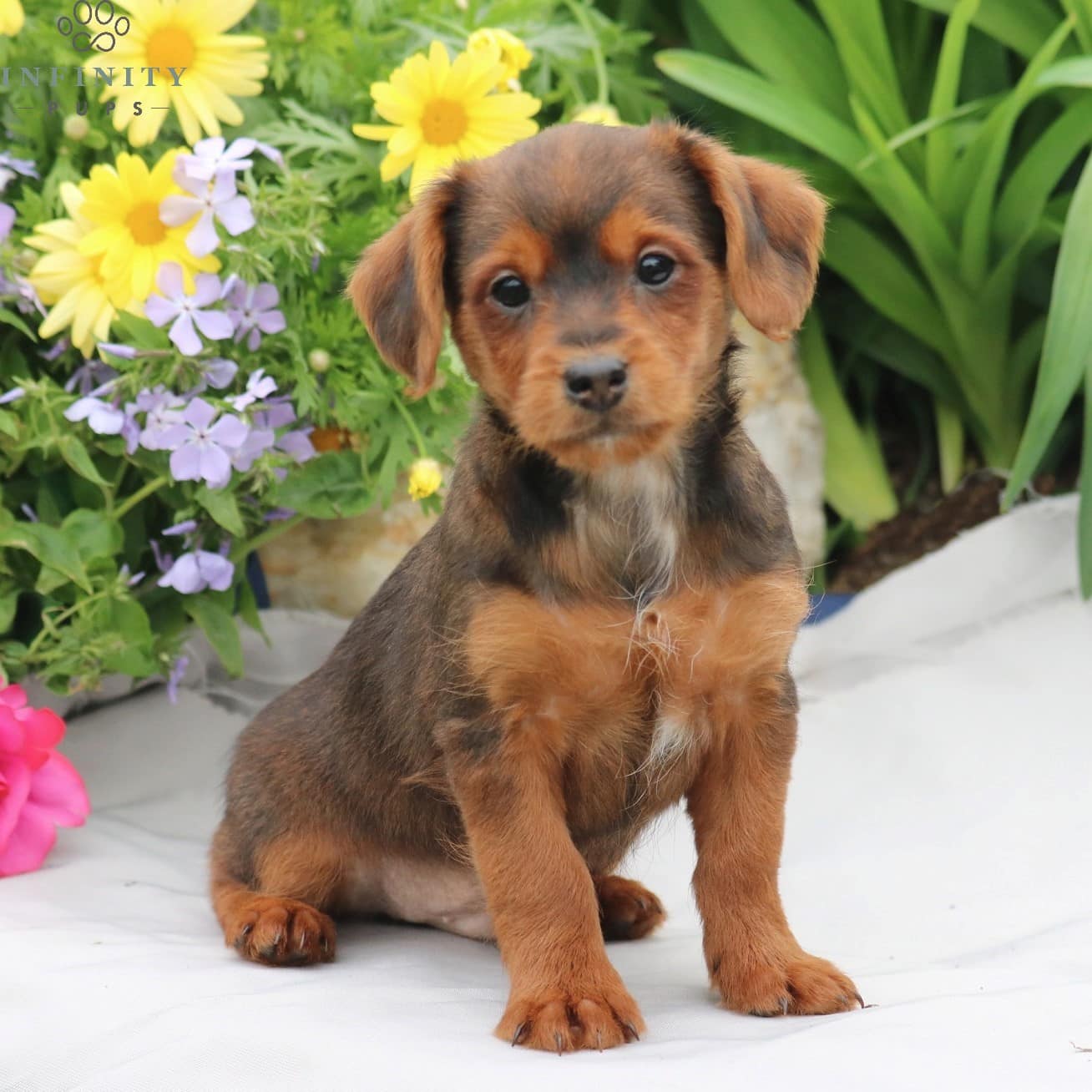 shorkie poo puppies for sale