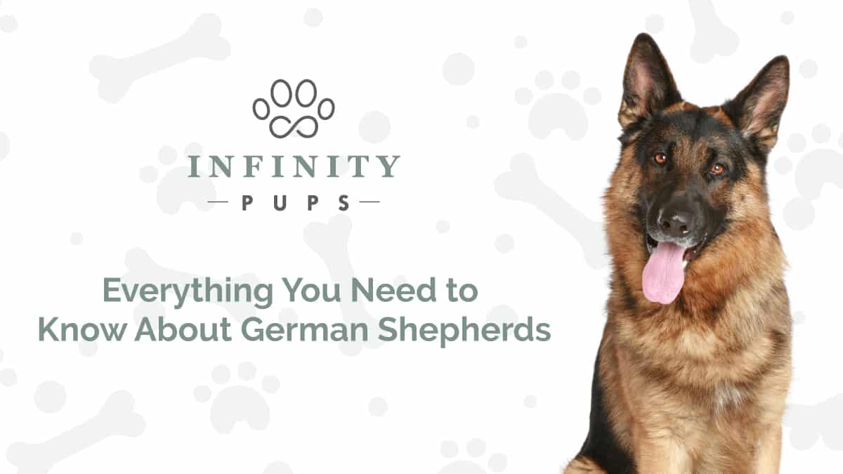 Everything You Need to Know About German Shepherds