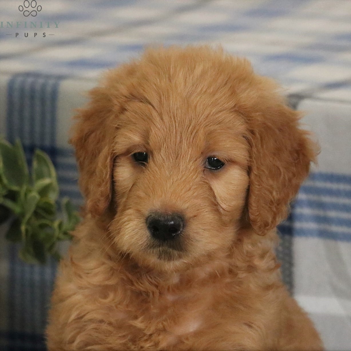 f1 teddy bear english goldendoodle