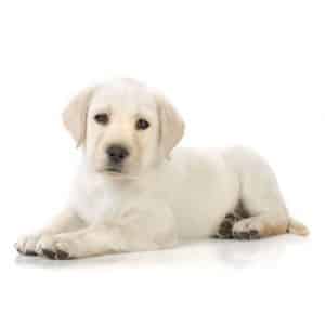 Labrador Retriever - White