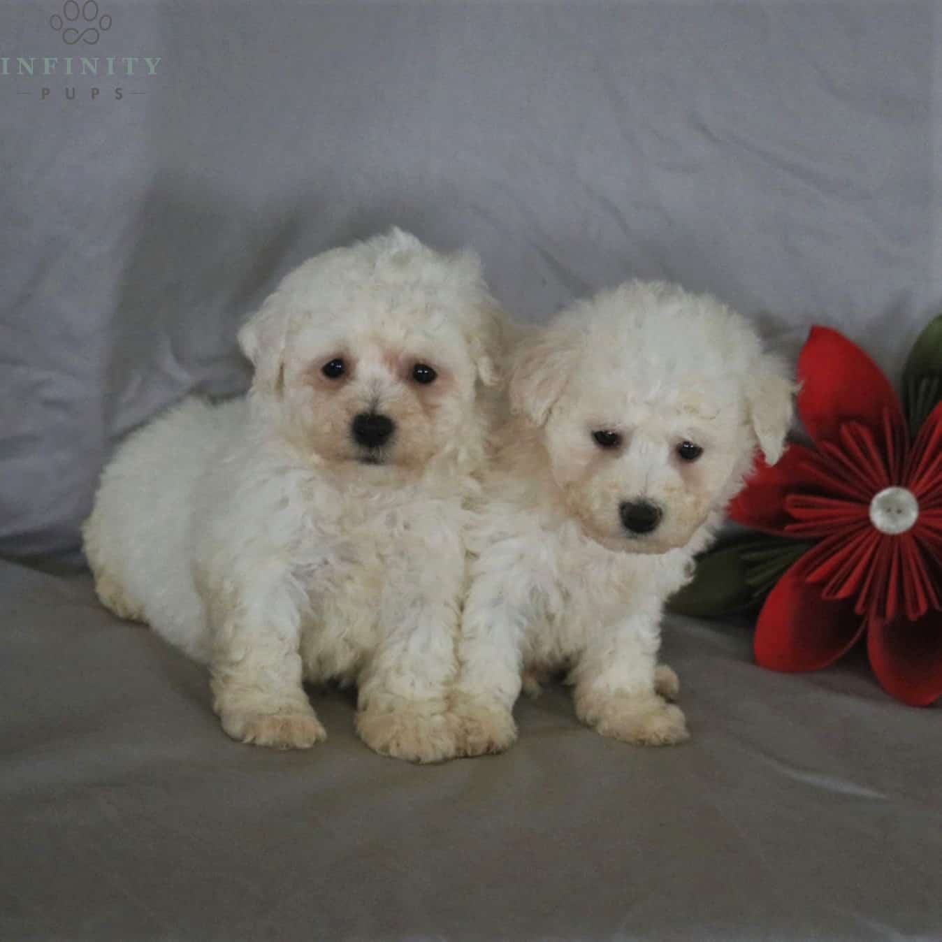 teddy bear bichon frise for sale
