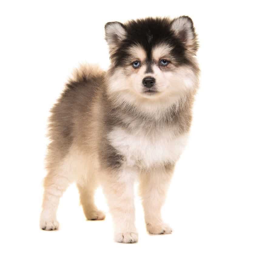 Pomsky Puppies For Sale * Adopt Your Puppy Today * Infinity Pups.
