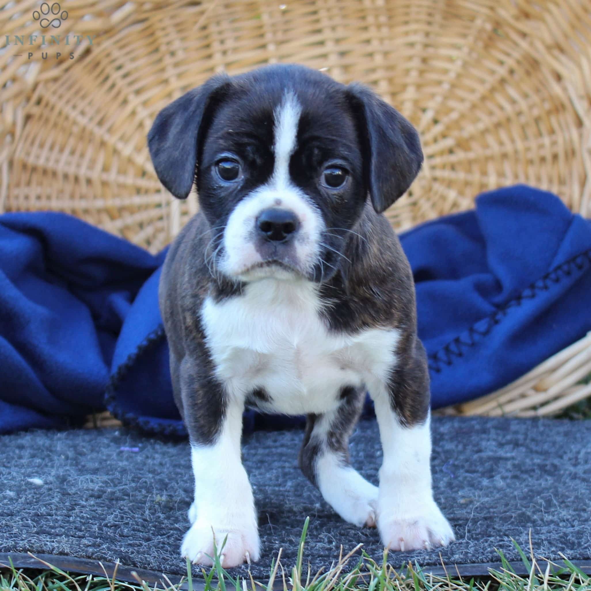 Bella - F1 Boston Terrier/Cavalier Mix • Infinity Pups