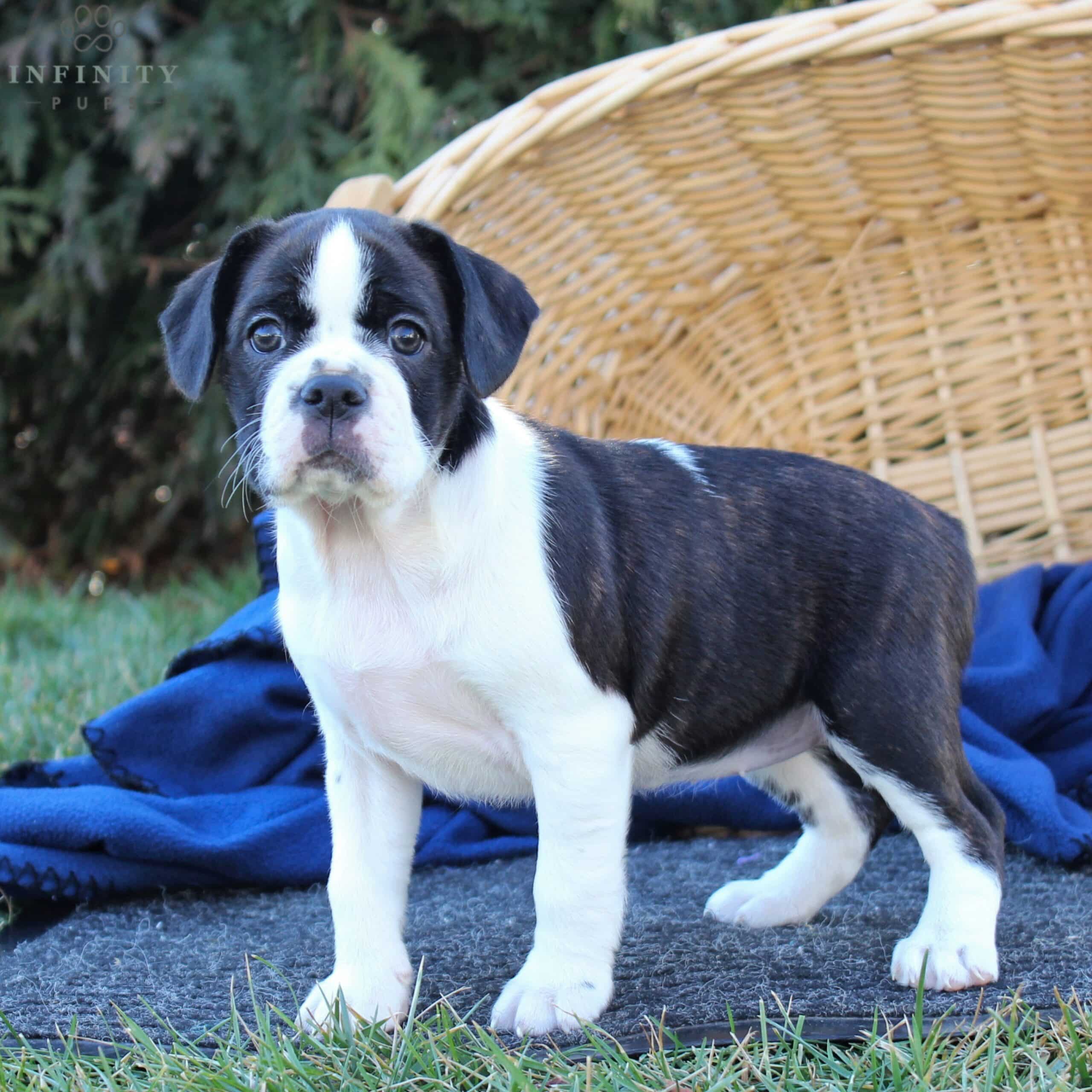 cavalier king terrier