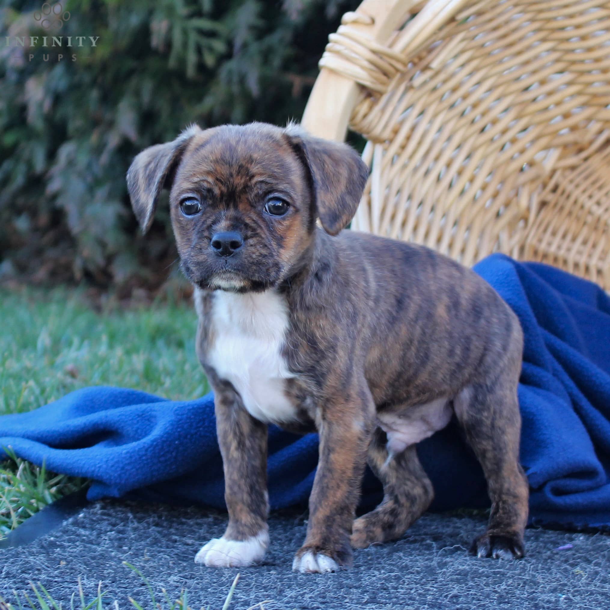 king charles terrier mix