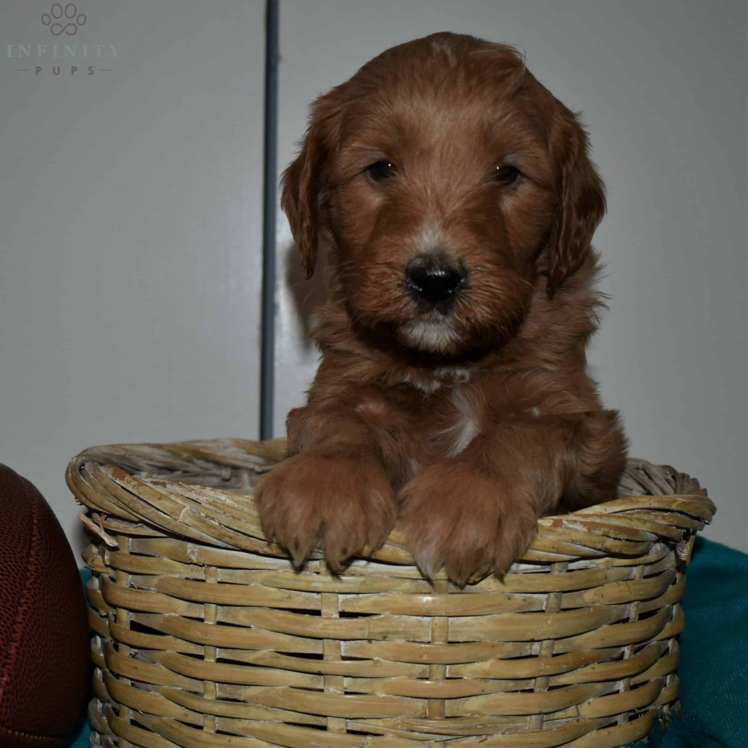 Duke - F1bb • Infinity Pups