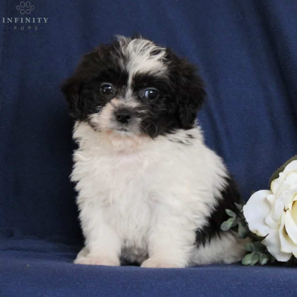 mia teddy bear