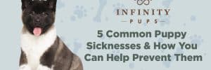 5 Common Puppy Sicknesses & How You Can Help Prevent Them 1