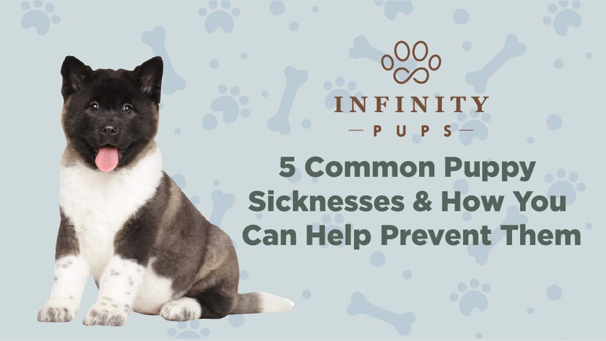 5 Common Puppy Sicknesses & How You Can Help Prevent Them 4