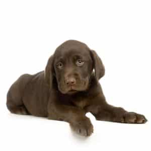 Labrador Retriever - Chocolate