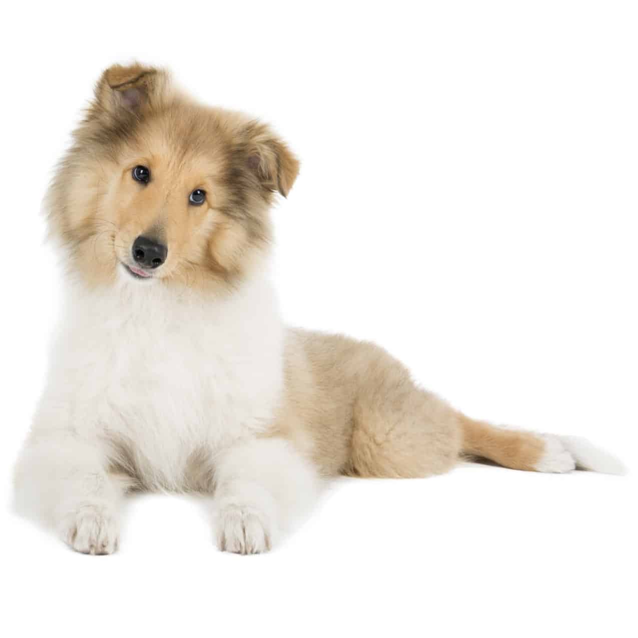Collie Puppies For Sale • Adopt Your Puppy Today • Infinity Pups