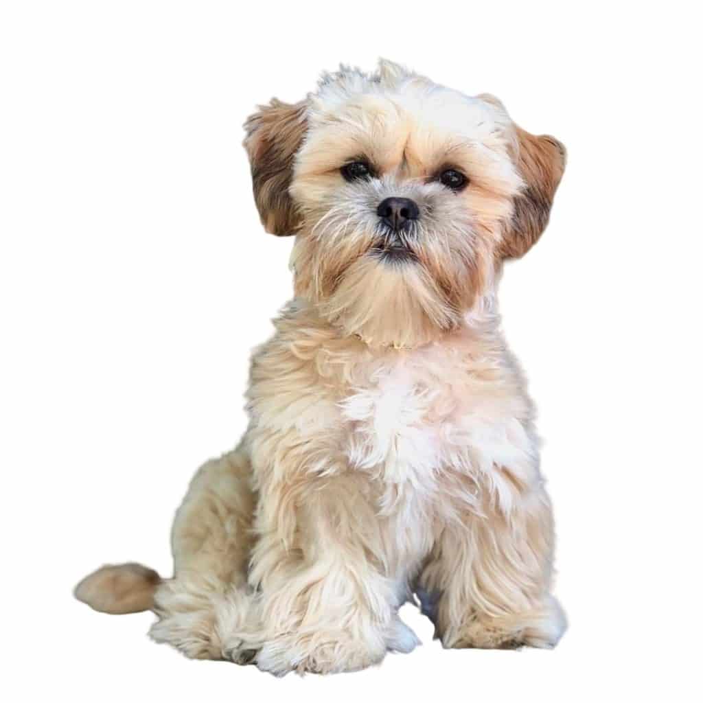 shichons