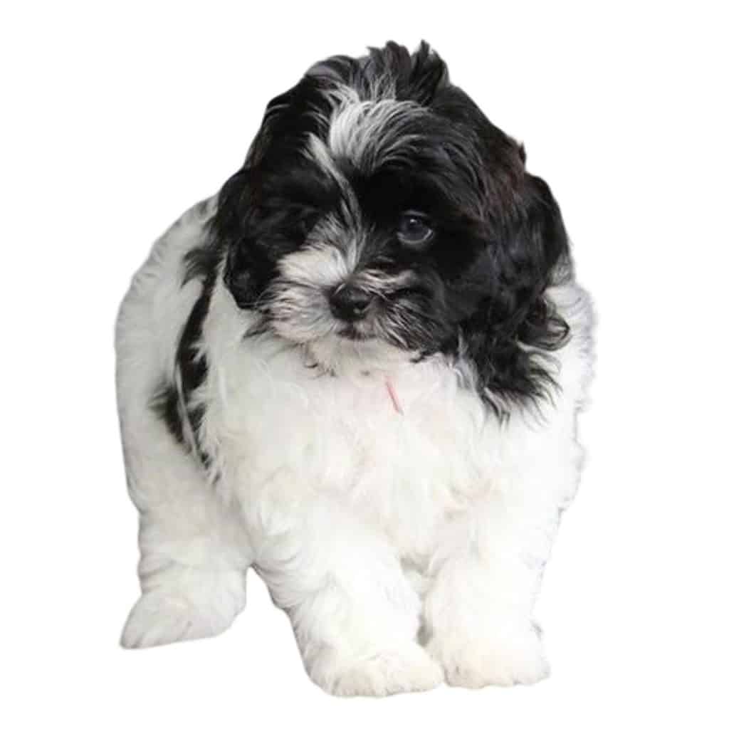 Shihpoo Puppies For Sale - Infinity Pups