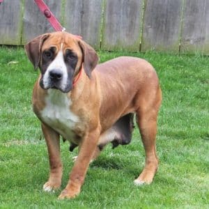 Frankie – AKC's mother, a African Boerboel