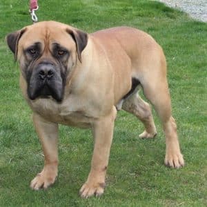 Kupcake – AKC's father, a African Boerboel