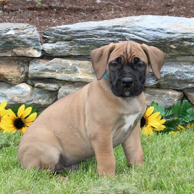 Flyer - AKC • African Boerboel • Infinity Pups