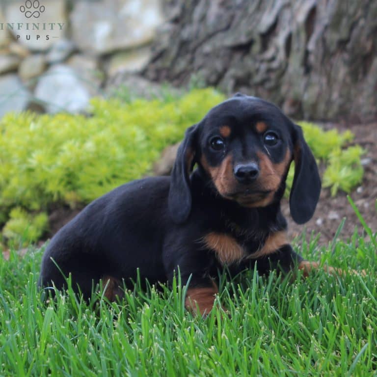 Dachshund Puppies For Sale • Adopt Your Puppy Today • Infinity Pups
