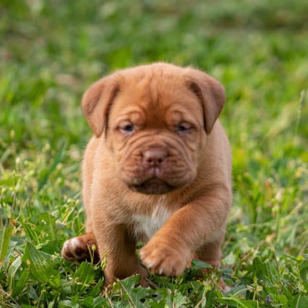 Dogue De Bordeaux / French Mastiff Puppies For Sale • Adopt Your Puppy