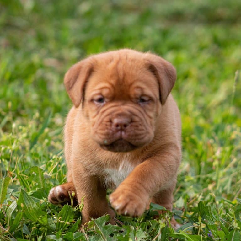 Dogue De Bordeaux / French Mastiff Puppies For Sale