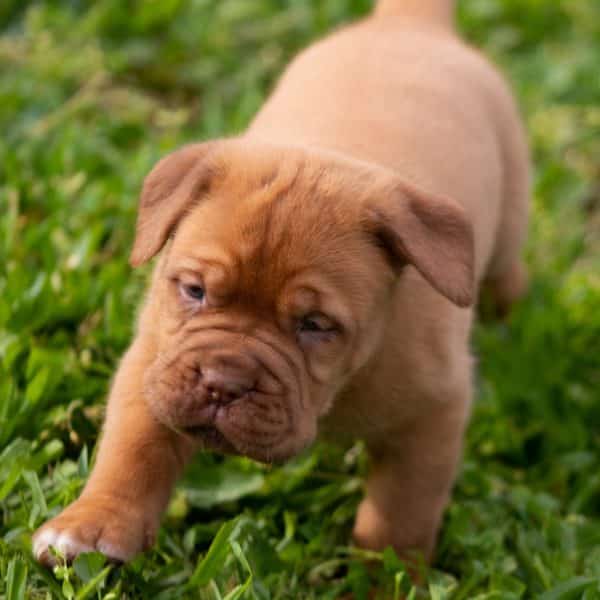 Dogue De Bordeaux / French Mastiff Puppies For Sale • Adopt Your Puppy Today • Infinity Pups