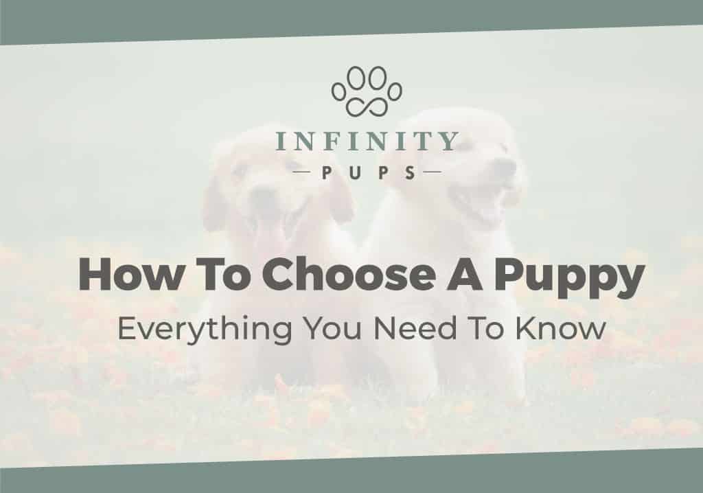 How To Choose A Puppy - Everything You Need To Know 3