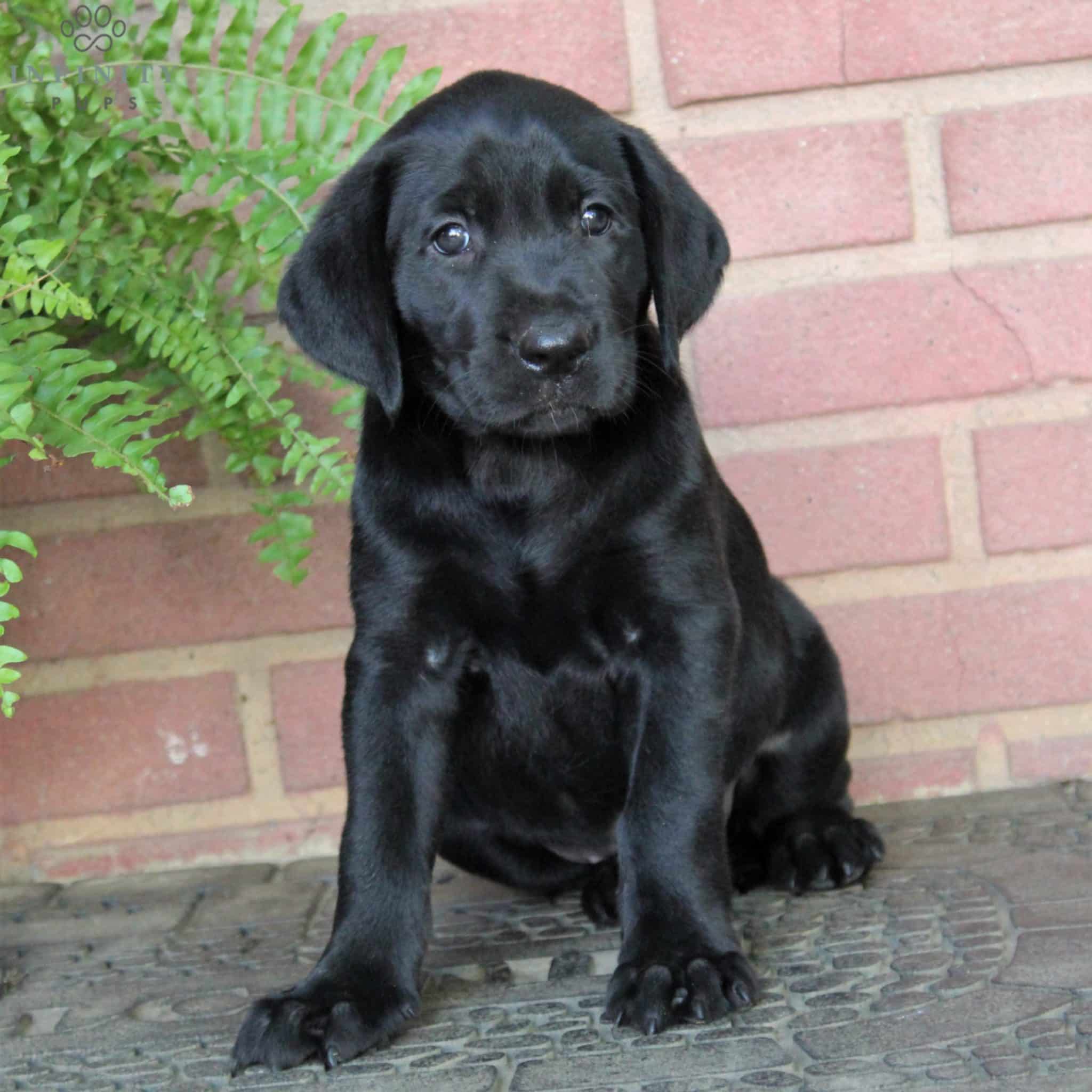 Black Labrador Puppies For Sale • Adopt Your Puppy Today • Infinity Pups