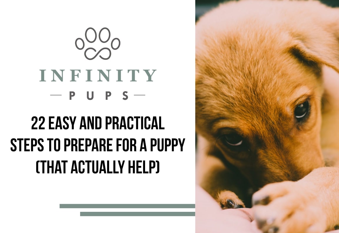 22 Easy Steps To Prepare For A Puppy (That Actually Help) 2