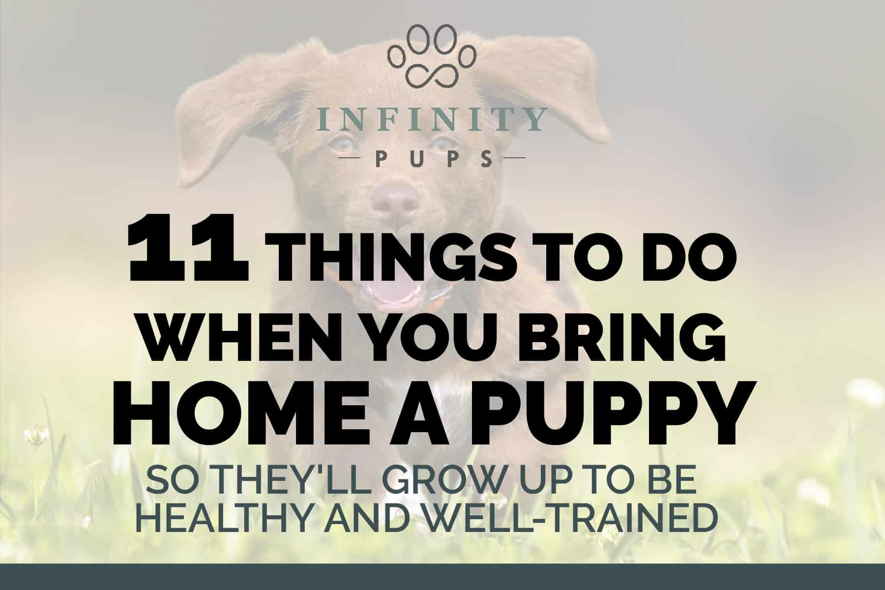 11 Things To Do When You Bring Home A Puppy (so they'll be healthy & well-trained) 1