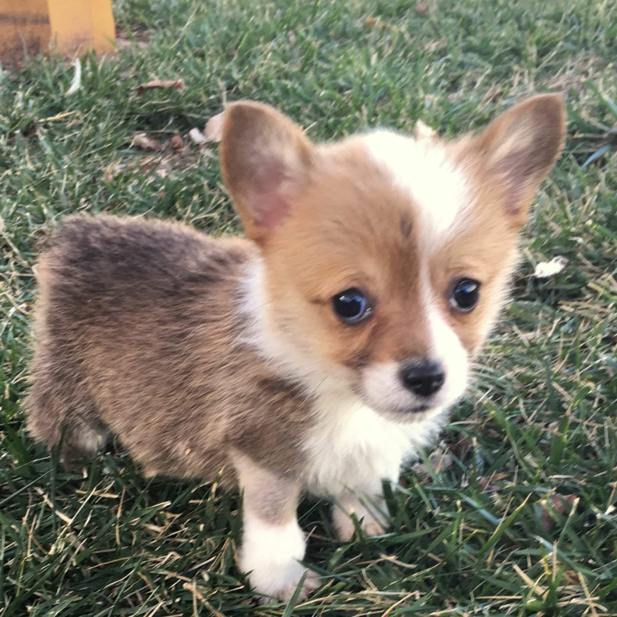 corgi puppies for sale near me