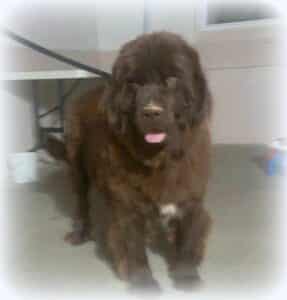 Preston – F1's mother, a Chocolate Newfoundland