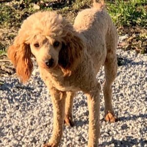 Petunia – F1's father, a Red Poodle