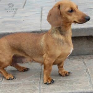 Coop – ACA's mother, a Dachshund