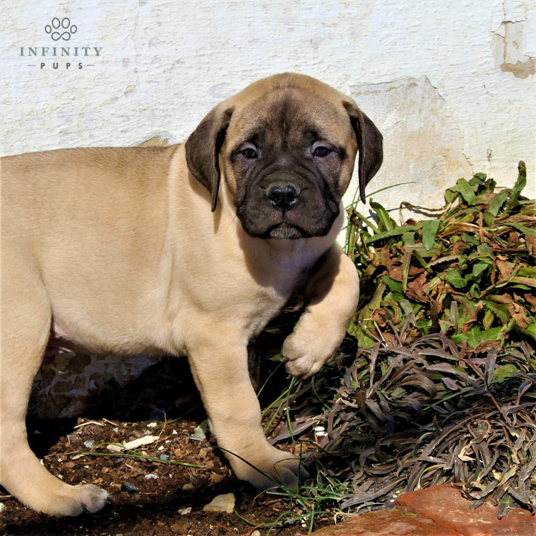 English Mastiff Puppies For Sale • Adopt Your Puppy Today • Infinity Pups