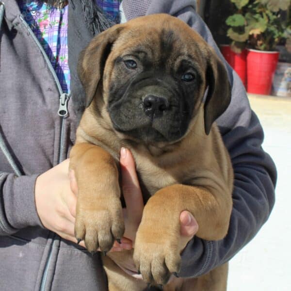 English Mastiff Puppies For Sale • Adopt Your Puppy Today • Infinity Pups