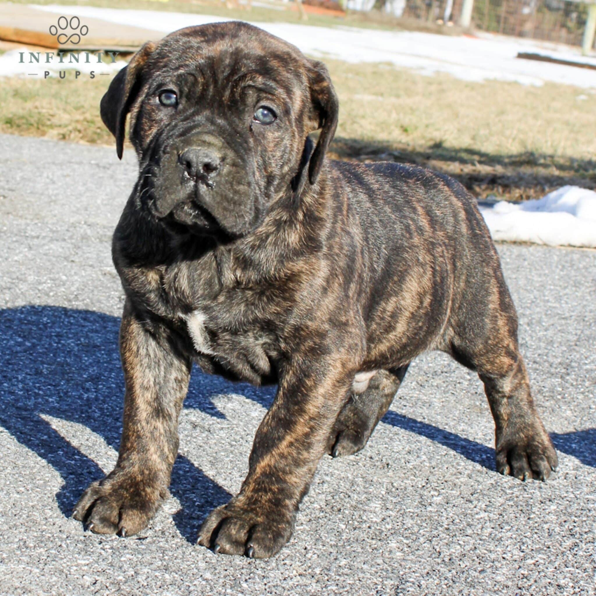 Cane Corso Puppies For Sale Denver 89